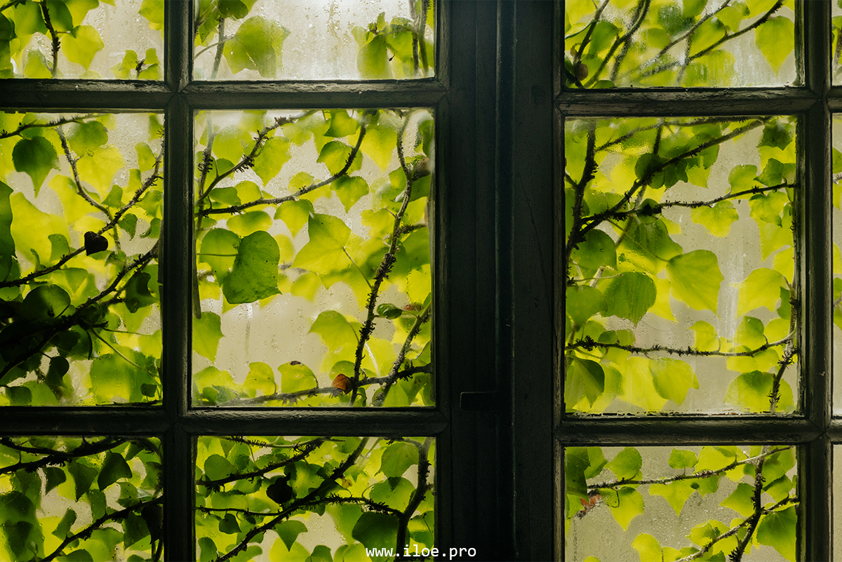 jaune photo 29